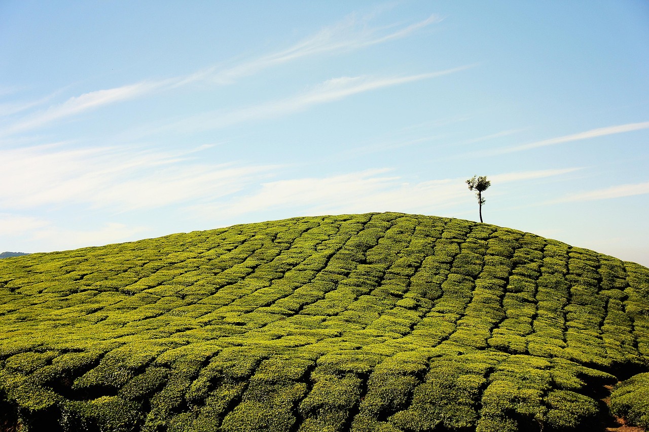 Coffee plantation in the Western Ghats